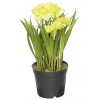 BLOEM GELE NARCIS 23cm