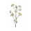 BLOEM DECORATIE SCABOSIA 80CM BEIGE