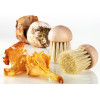 CHAMPIGNON BORSTEL HOUT TELLIER CHAMPION PADDESTOEL