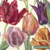 20 SERVETTEN 33x33 TULIPS CREAM IHR